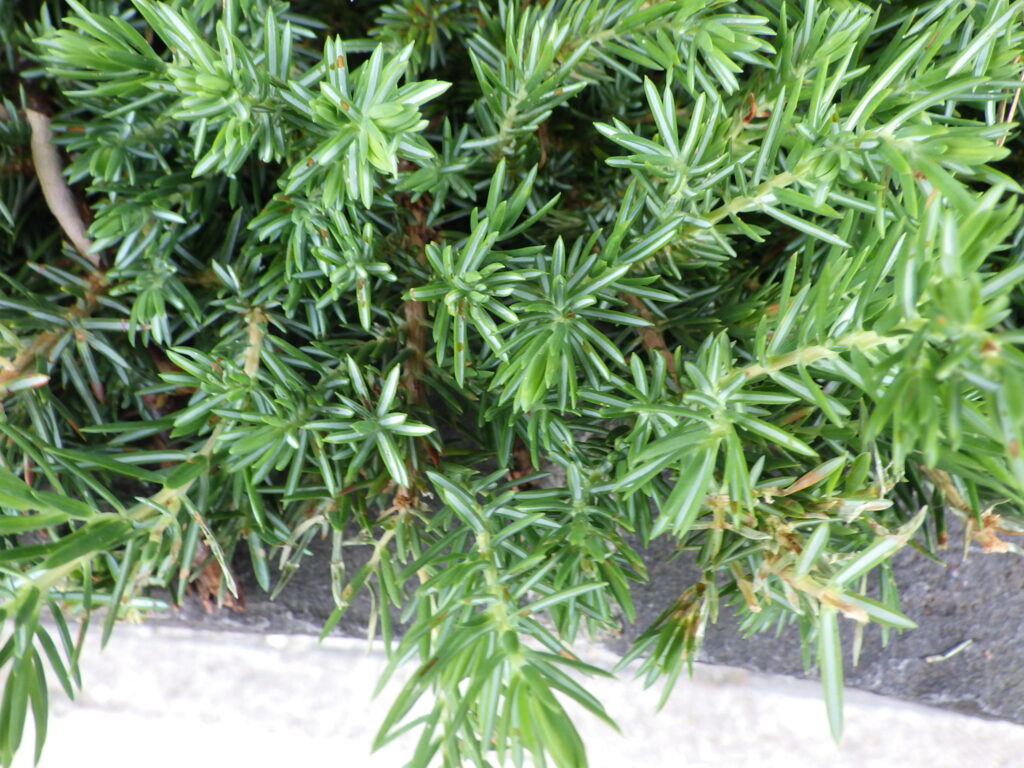 Leaves of the blue juniper (Juniperus chinensis var. spp.)
