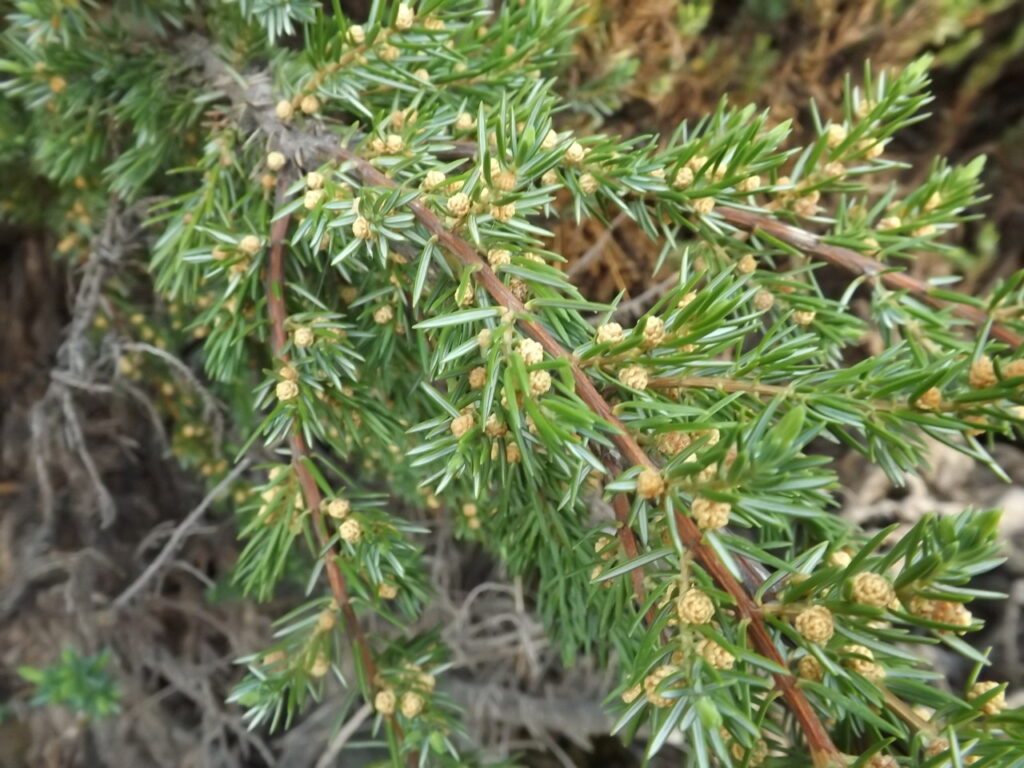 Leaves and flowers of Okinawa juniper.