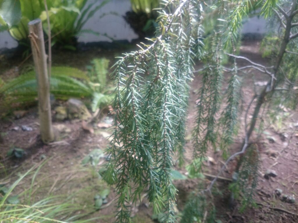 Shimamuro leaves