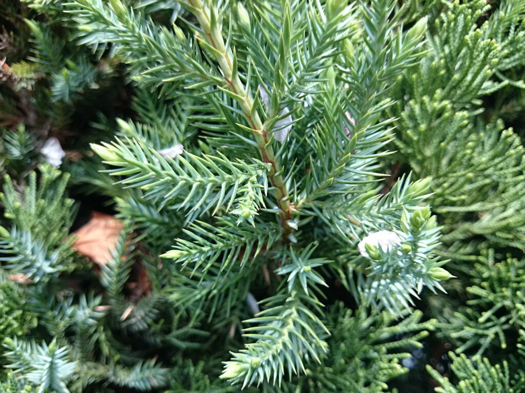 Japanese cypress cones
