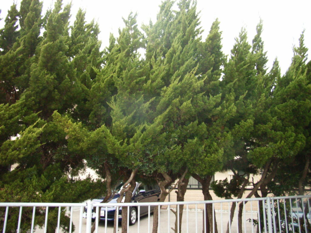 The shape of the Chinese juniper