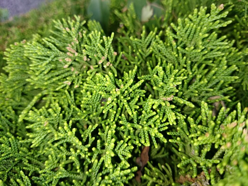 Leaves of Juniperus chinensis