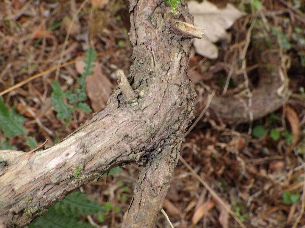 Bark of Juniperus chinensis