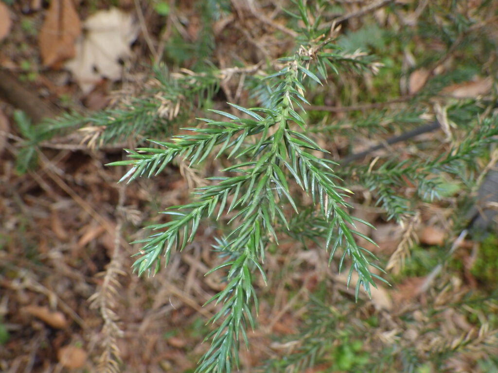 Leaves of Juniperus chinensis