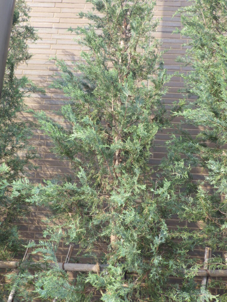 The shape of Colorado Juniper (Blue Angel)