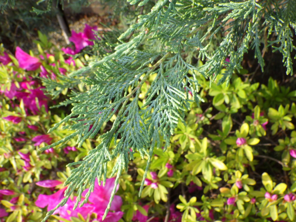 Colorado Juniper (Blue Angel) leaves
