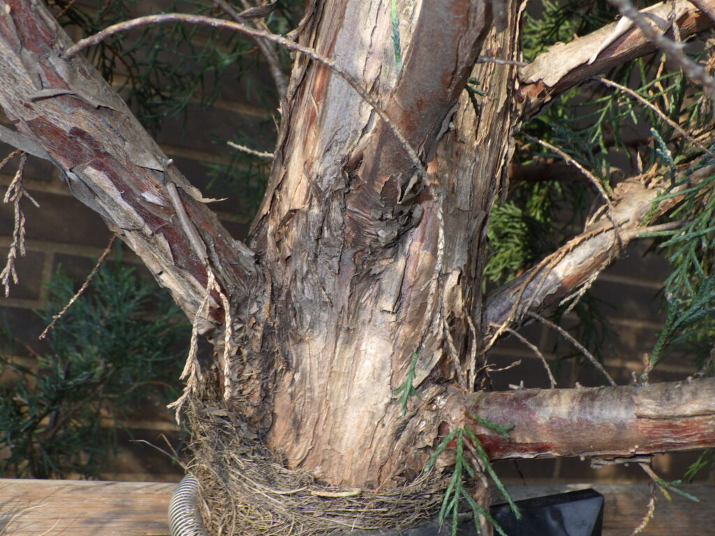 コロラドビャクシン(ブルーエンジェル)の樹皮