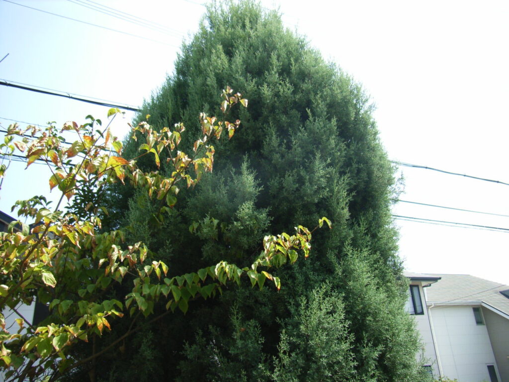 Tree shape of the thin Arizona cypress (Blue Ice)