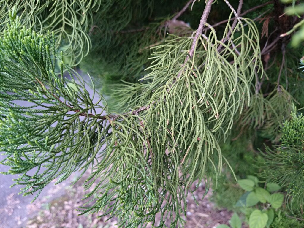 cypress leaves