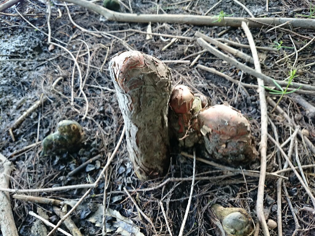 Swamp cypress (breathing roots)