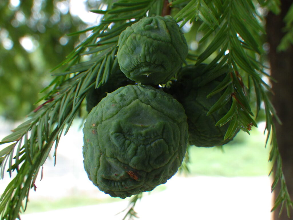 bald cedar fruit
