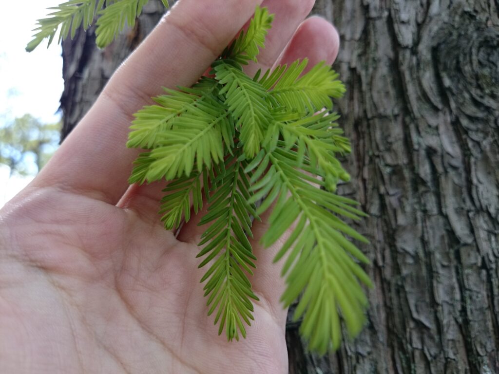 cypress leaves