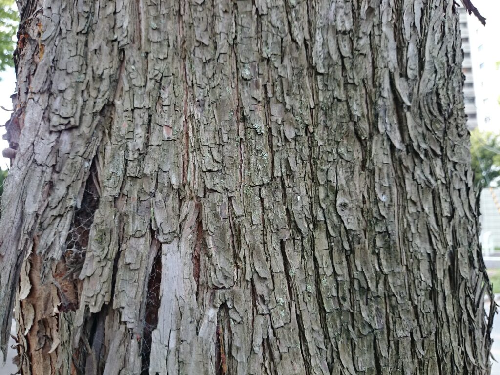 ヌマスギの樹皮、ラクウショウ