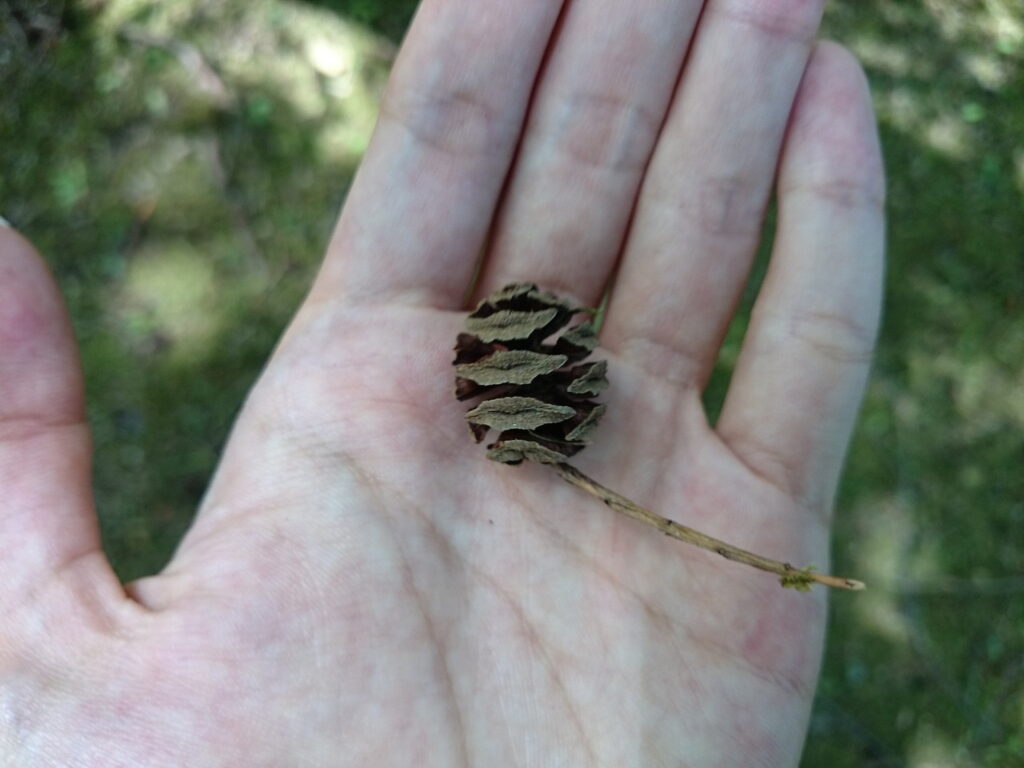 Fruit of the Japanese cedar (Cryptomeria japonica)