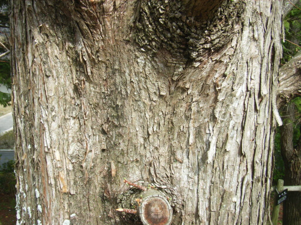 Bark of Japanese cedar (Cryptomeria japonica)