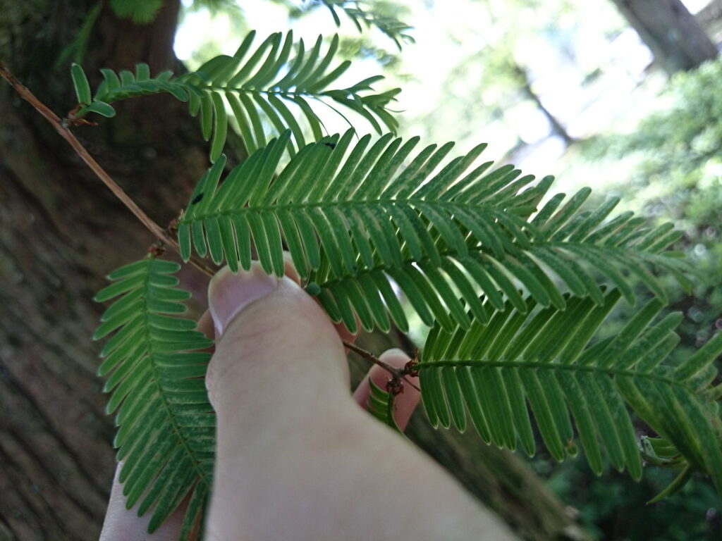 Leaves of Japanese cedar