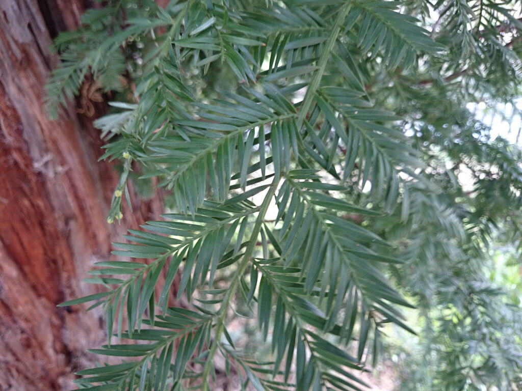 American cedar leaves