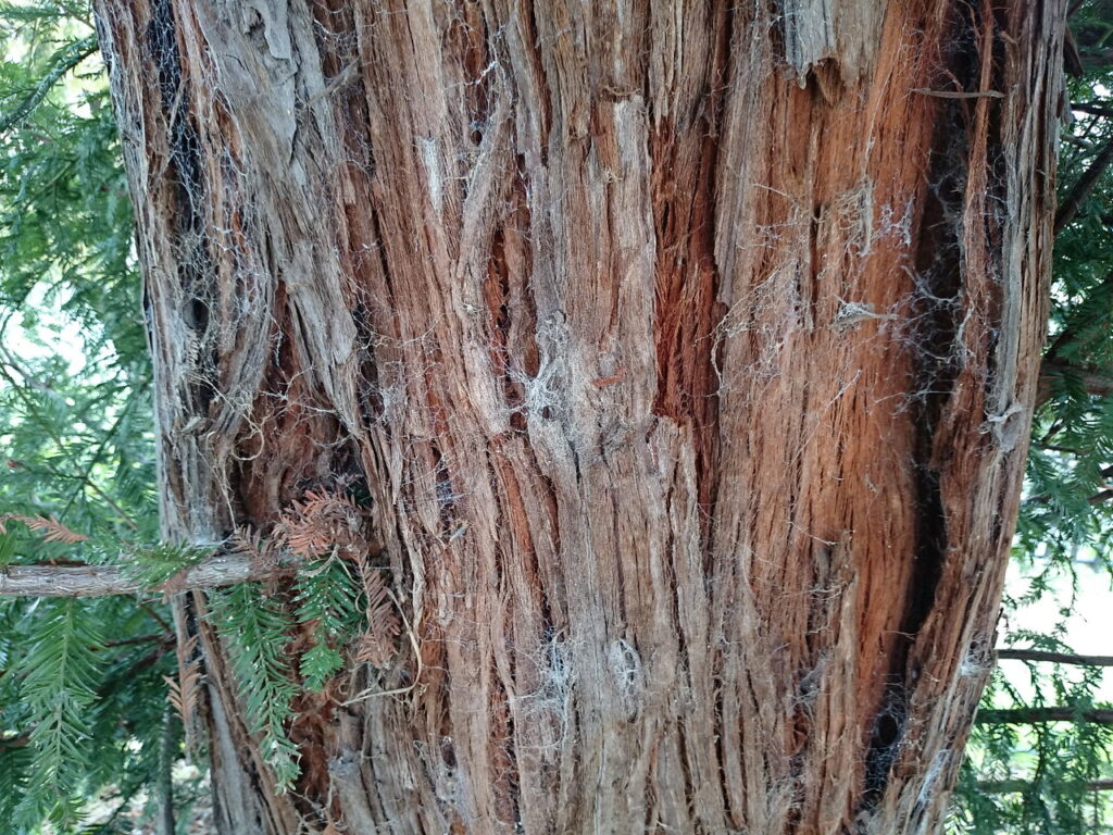 アメリカスギの樹皮、セコイア