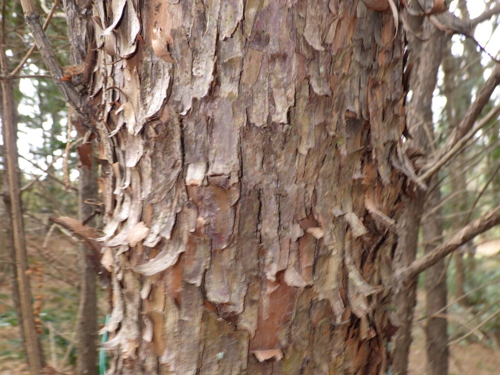 イヌガヤの樹皮