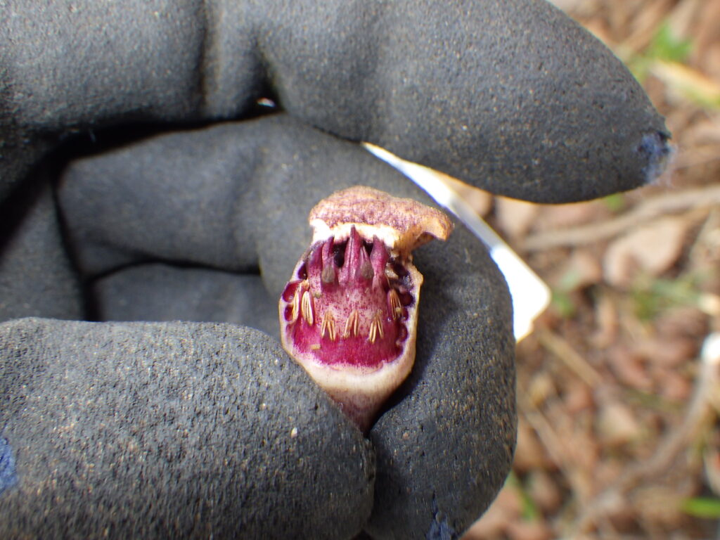 Inside the wild ginger flower