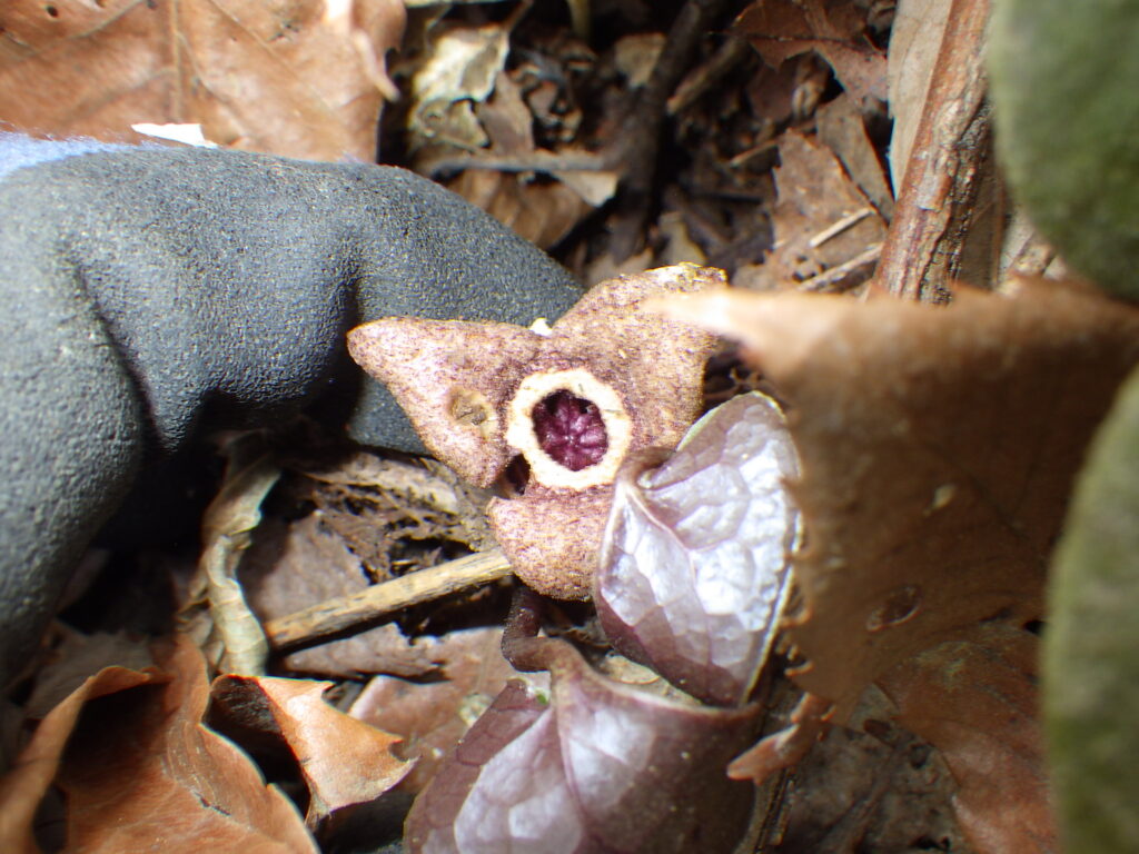 Asarum flowers