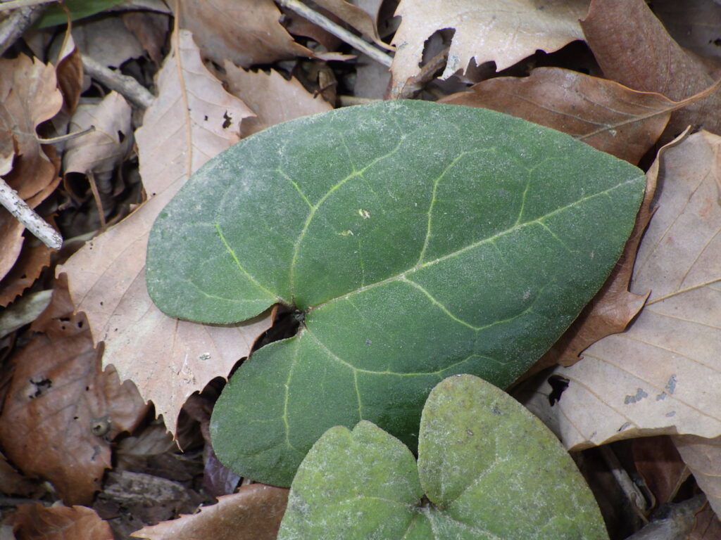 Upper surface of Asarum leaves