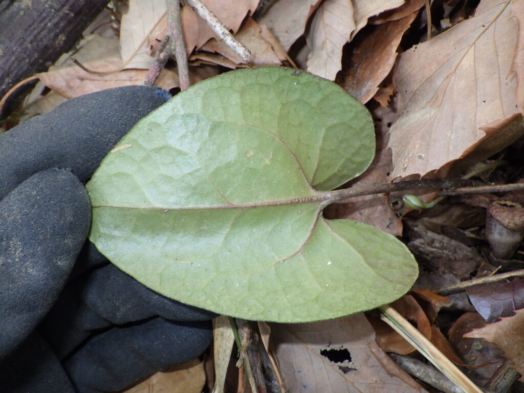 Underside of Asarum leaves