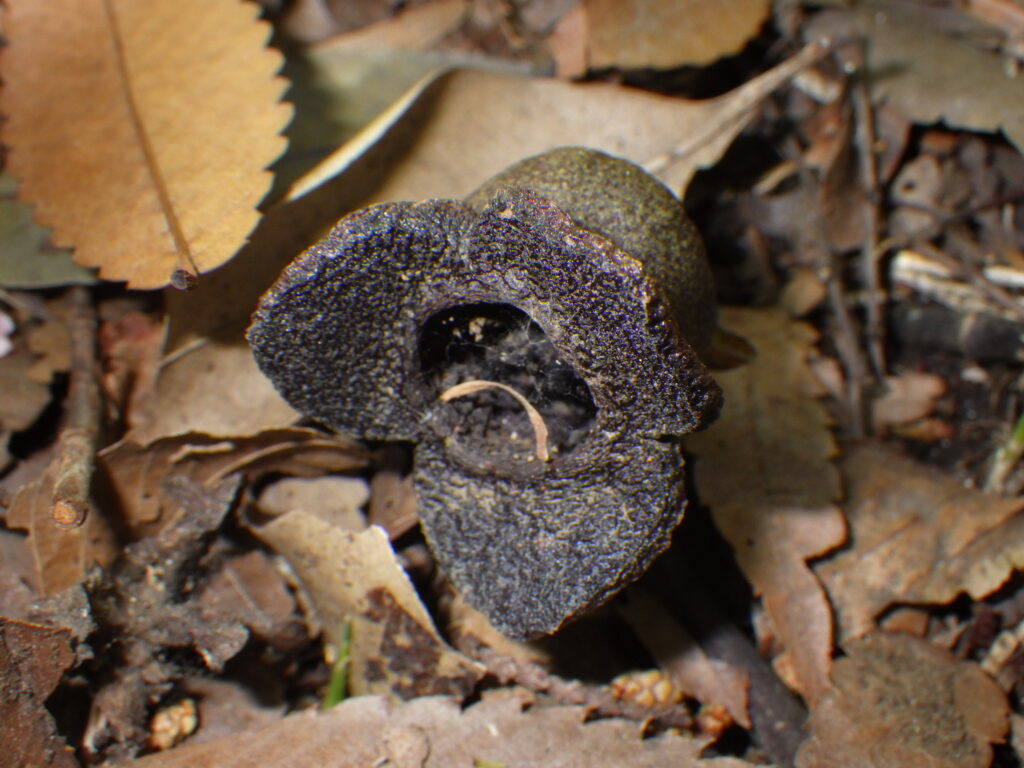 Asarum flowers