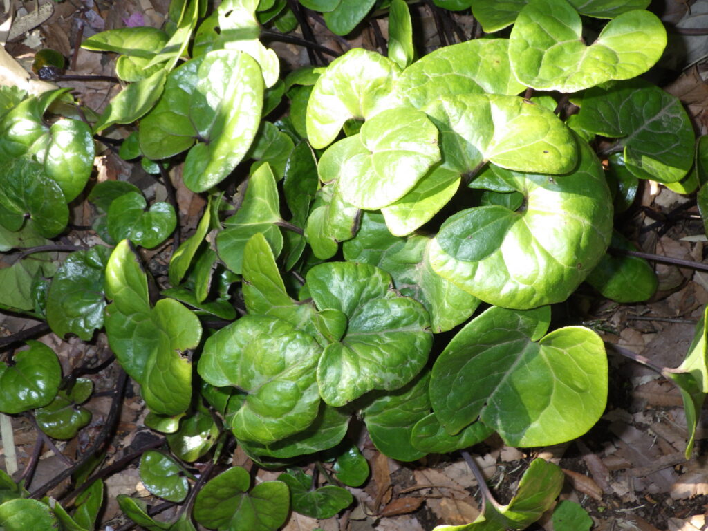 Leaves of Asarum sieboldii