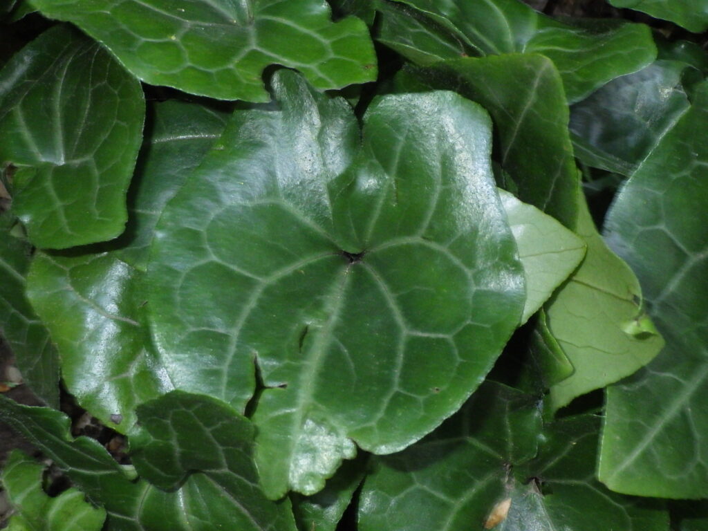 Leaves of the wild ginger plant