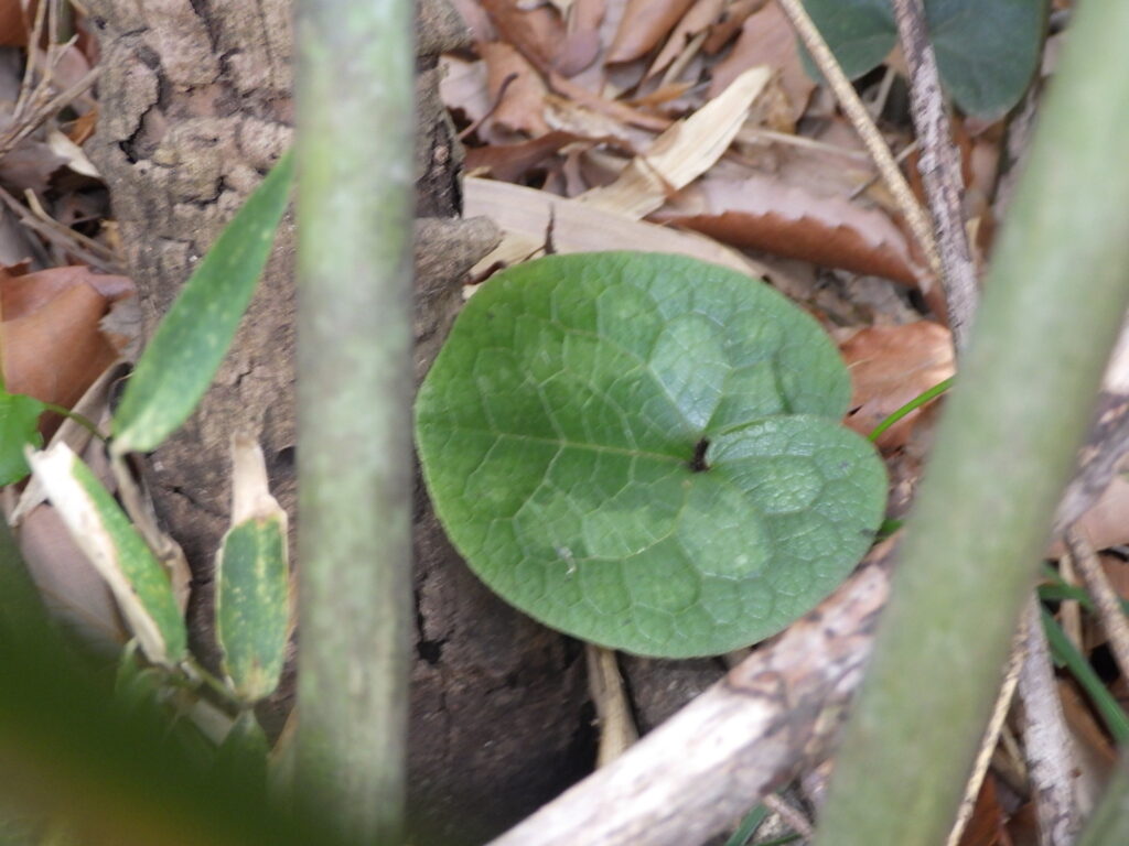タマノカンアオイの葉