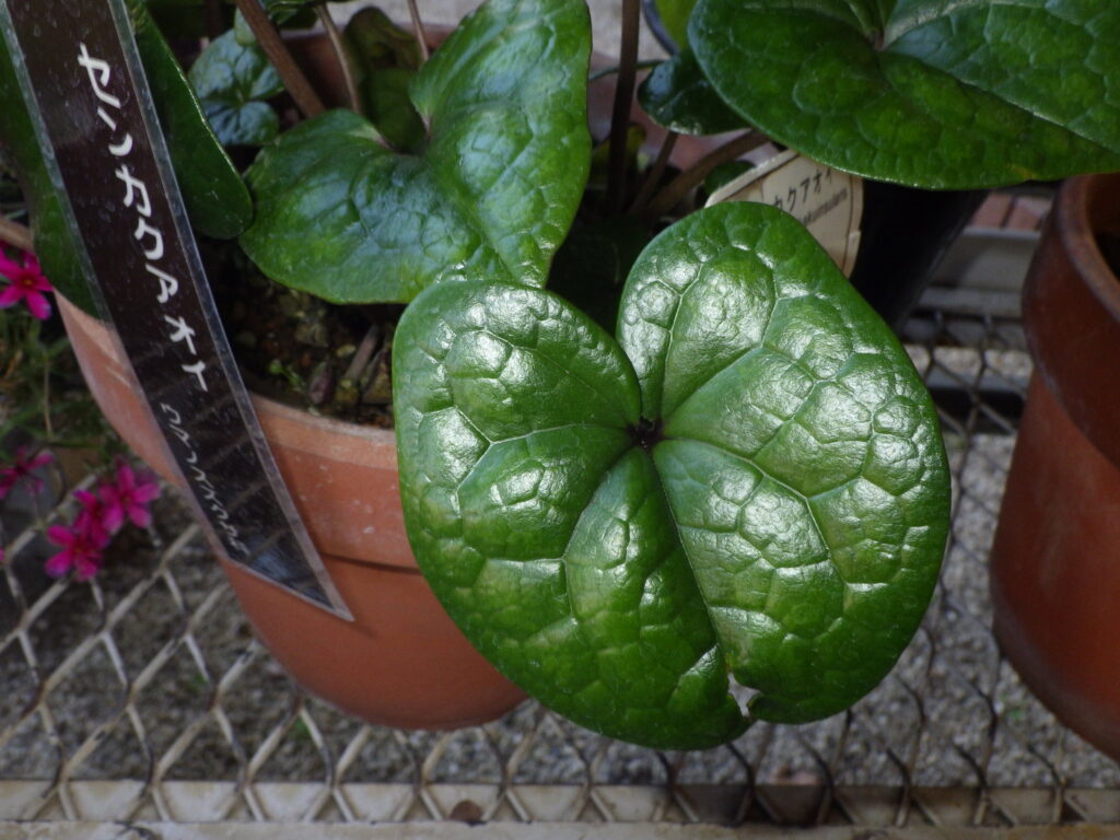 Upper surface of the leaves of the Japanese holly (Asarum sieboldii)