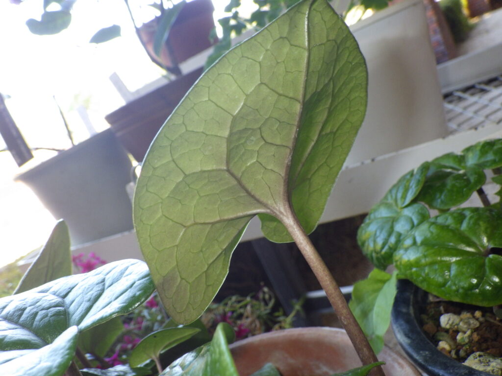 Underside of a Senkakuaoi leaf