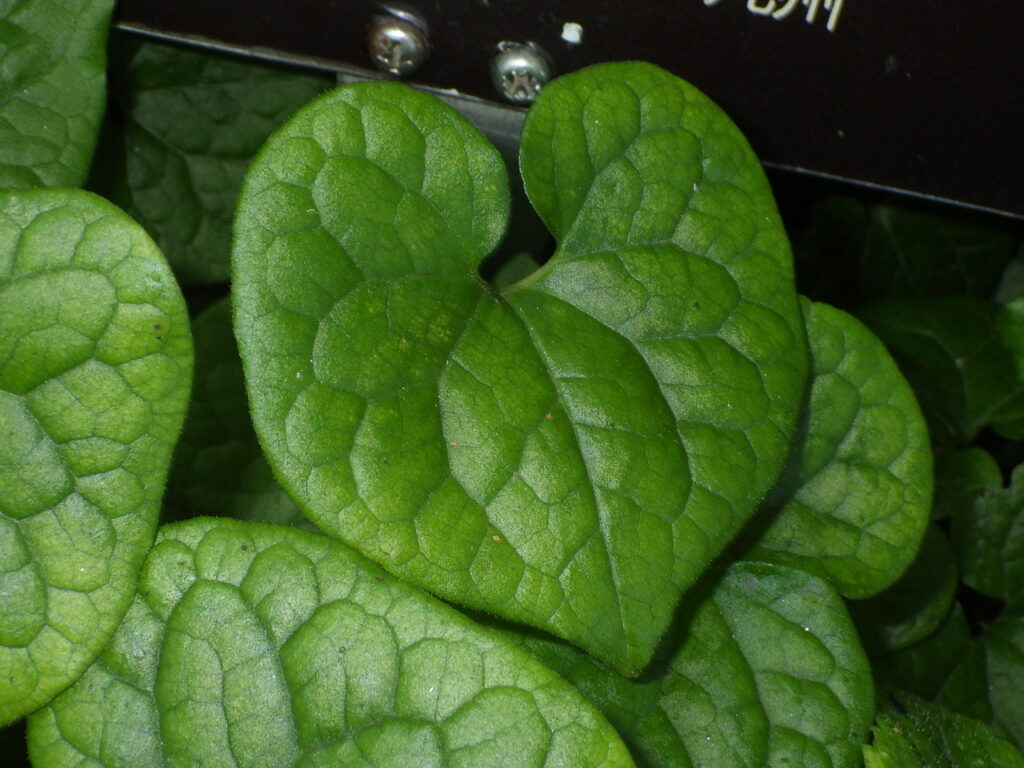 Asarum leaves