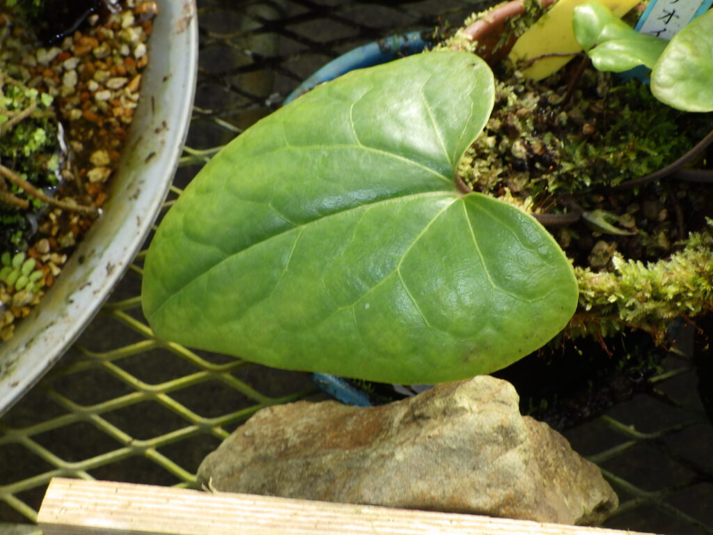 Yakushima hollyhock leaves