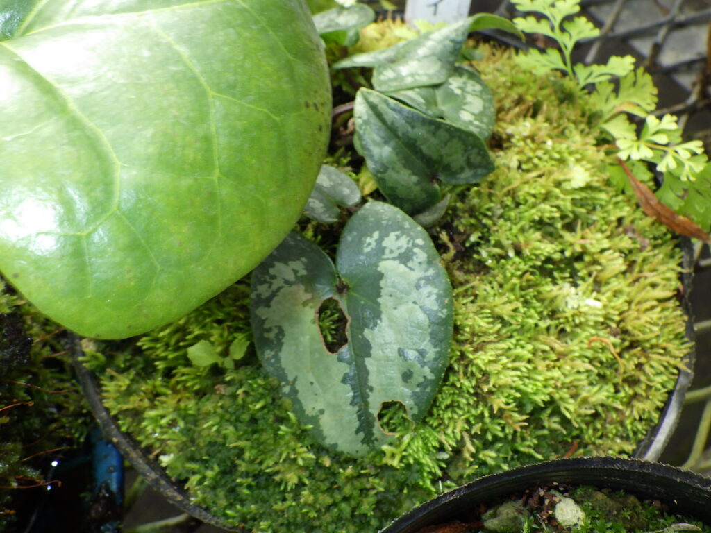 Leaves of Asarum sieboldii