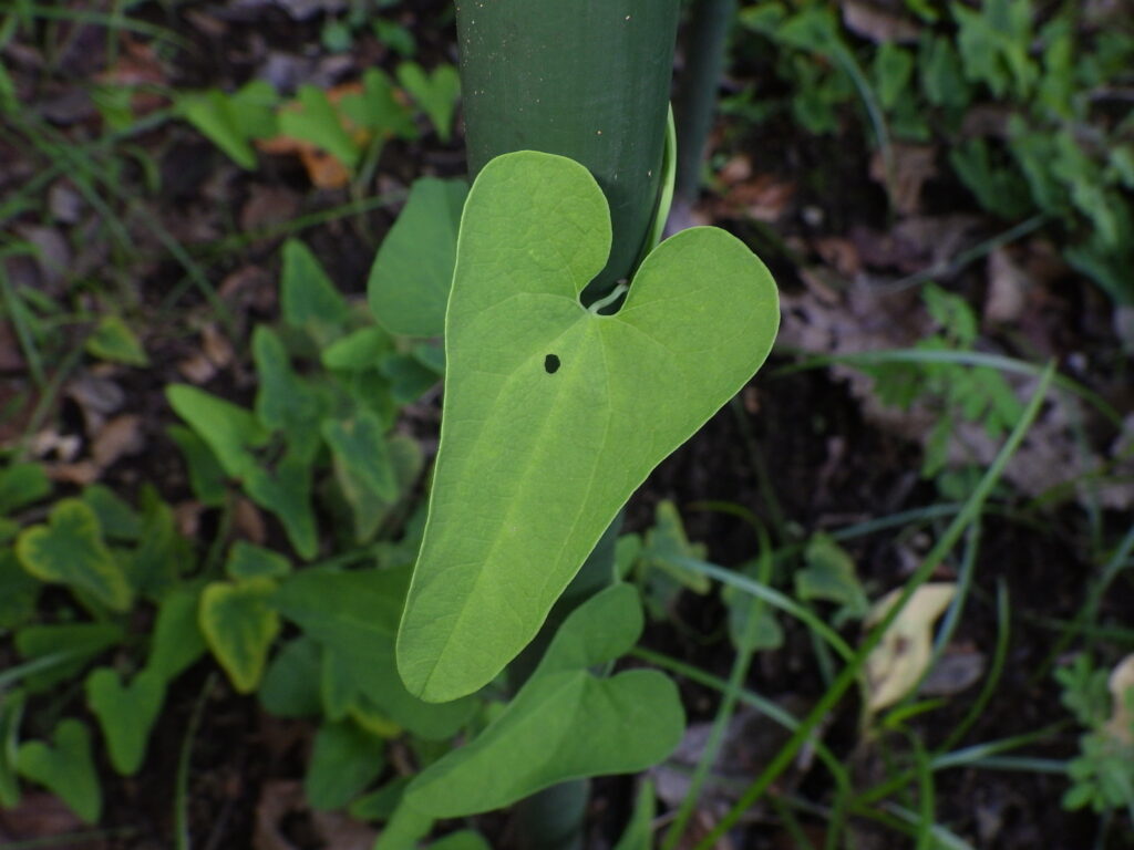 Aristolochia leaves