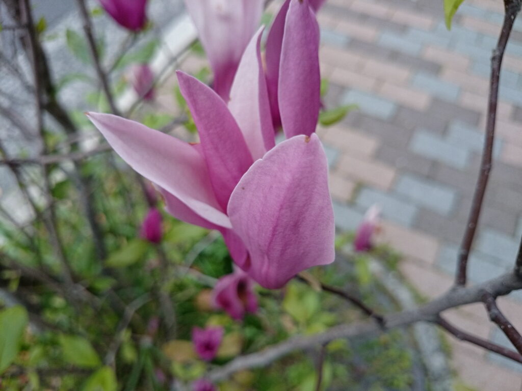 トウモクレンの花