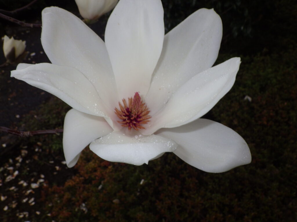 ハクモクレンの花内部