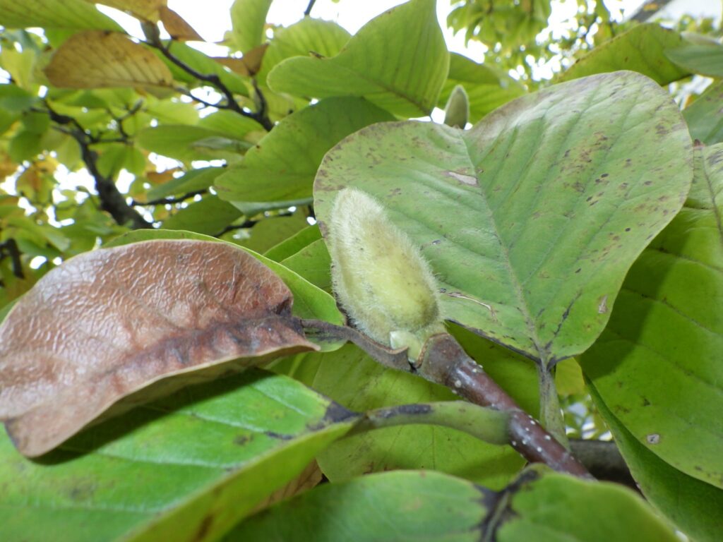 ハクモクレンの花芽