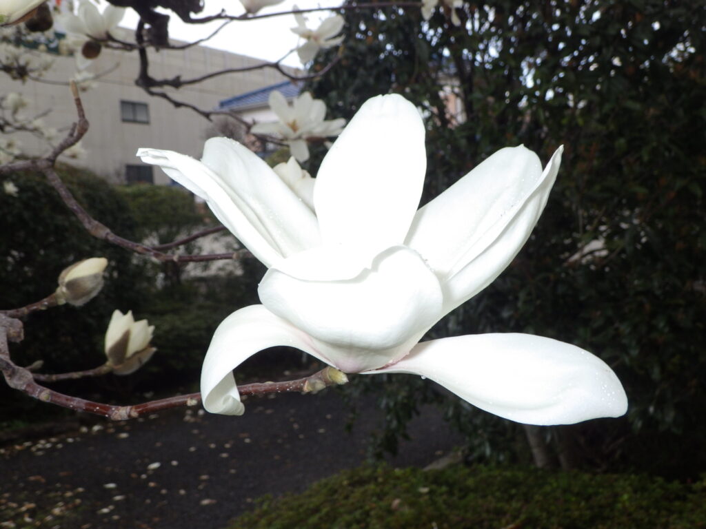 ハクモクレンの花