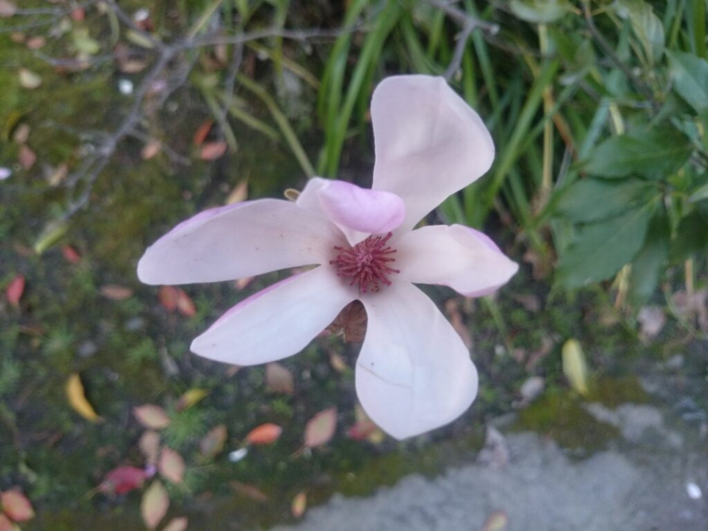ソコベニハクモクレンの花