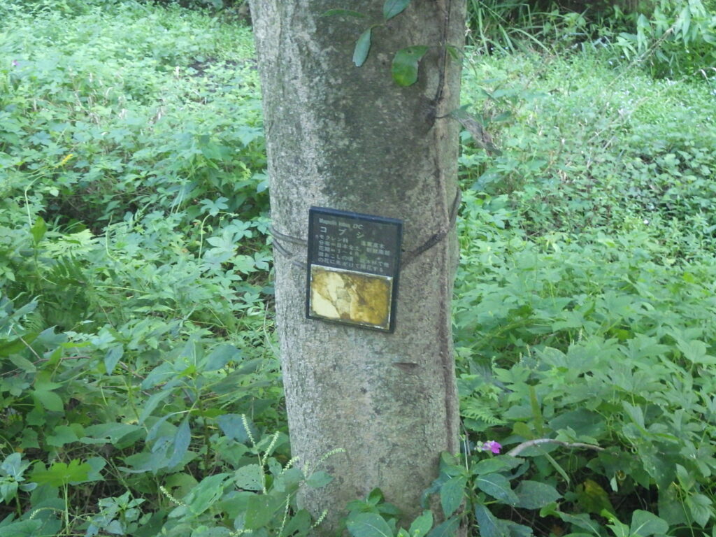 コブシの樹皮