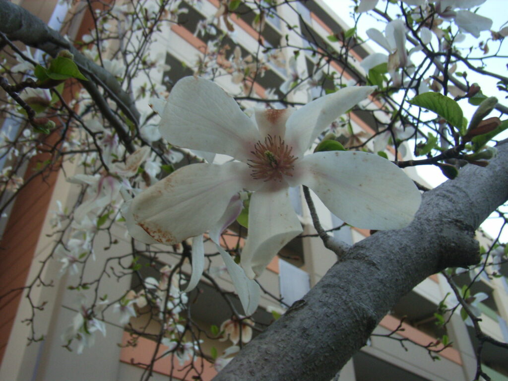 コブシの花