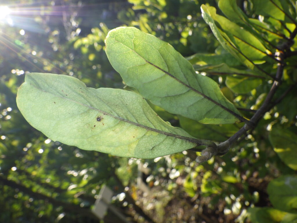 シデコブシの葉下面