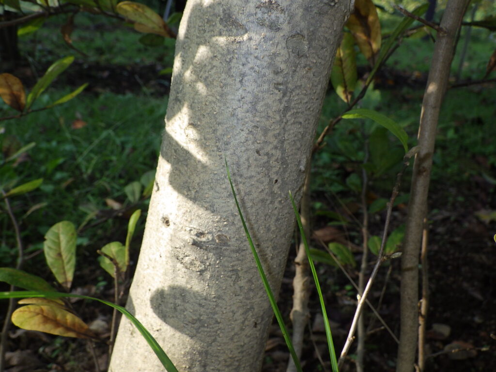 シデコブシの樹皮
