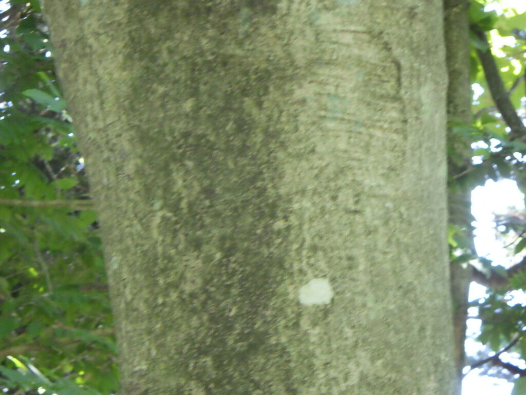 ホオノキの樹皮