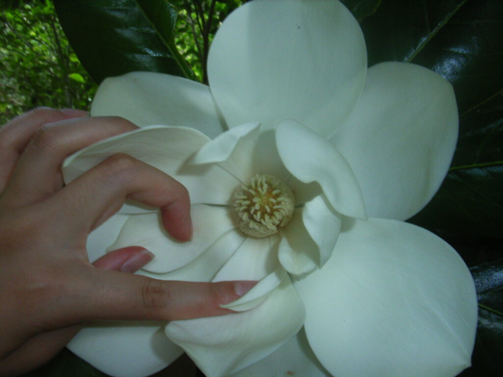 タイサンボクの花