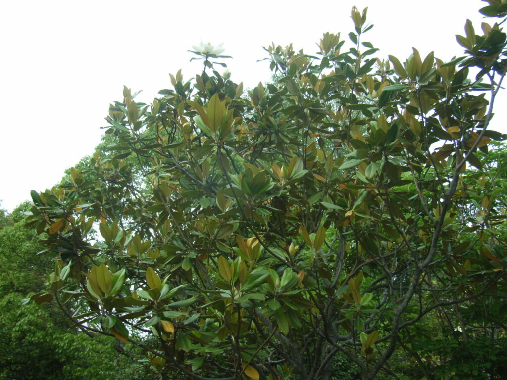 タイサンボクの樹形