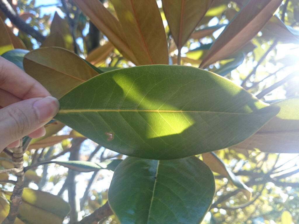 タイサンボクの葉上面